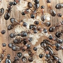 【レア蟻】ヤマヨツボシオオアリ　女王8匹+ワーカー50匹くらい+幼虫 ③_画像1