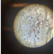 顕微鏡単眼生物顕微鏡広角接眼10 X、25 XデュアルLEDランプ40 X-1600 X拡大倍率家庭学習顕微鏡_画像6