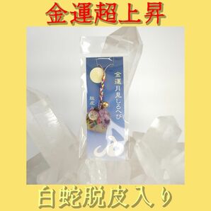 白蛇脱皮入り☆宝くじ高額当選の出た！金運月見白蛇（紫）　脱皮入りで金運アップ！