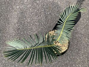 ラエウィフォリウス Blue Leaf , エンセファラルトス / Encephalartos laevifoliusソテツ 蘇鉄