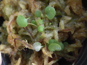 食虫植物 ウトリキュラリア ネフロフイラ