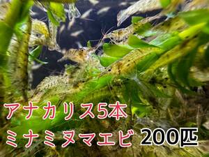 送料無料 ミナミヌマエビ200匹＋α死着保証分とアナカリス5本セット離れ島不可　川エビ 淡水エビ 餌 エビ 水草 メダカ水槽アクアリウム