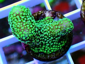 [ Stylophora pistillata ] ショウガサンゴ