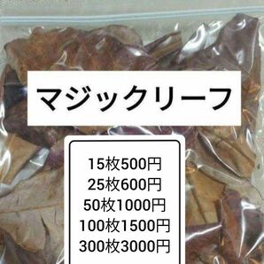 大小様々　無農薬マジックリーフ　天然ももたまな葉　300枚