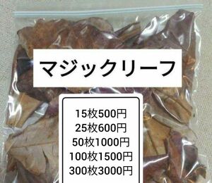 大小様々　無農薬マジックリーフ　天然ももたまな葉　300枚