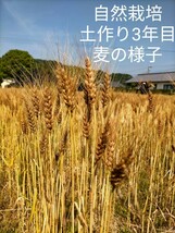 無農薬、無肥料、希少な自然栽培国産大豆「フクユタカ」令和5年収穫3kg 送料無料_画像6