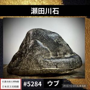 【信濃美術石博物館】 水石盆栽 瀬田川石 ウブ 横24.5×高14.5×奥行8(cm) 3.7kg骨董盆石鑑賞石観賞石太湖石 5284