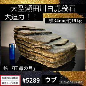 [ confidence . fine art stone museum ] suiseki st bonsai large . rice field river white . step stone ub width 34× depth 27(cm) 19.65kg antique tray stone old fine art appreciation stone .. stone futoshi lake stone China old .5289