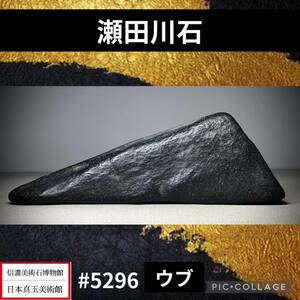 【信濃美術石博物館】 水石 盆栽 瀬田川石 ウブ 横21.5×高8×奥行6(cm) 重量:1.08kg骨董盆石古美術鑑賞石観賞石太湖石中国古玩 5296