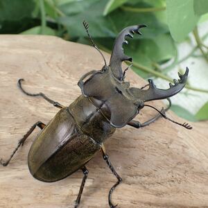 【Sparkle Beetle】宮崎県南部産 ミヤマクワガタ♂75.3mm♀44mm