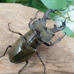 【Sparkle Beetle】宮崎県南部産 ミヤマクワガタ♂75mm♀42mmペア