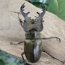 【Sparkle Beetle】宮崎県南部産 ミヤマクワガタ♂74.2mm(耳状突起幅21.2㎜)♀44mmペア_画像2