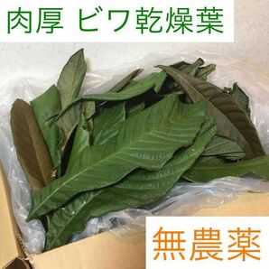 びわ 乾燥葉 200g 無農薬 肉厚 濃緑 ★ 枇杷 ビワの葉エキス 素材 お茶 温浴 温灸 湿布 頭皮ケア 健康 美容 老ペット