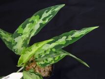 Aglaonema pictum 卯mulchcolor from Aceh 【無限∞草series】No.4 アグラオネマ_画像3