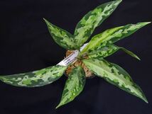 Aglaonema pictum 卯mulchcolor from Aceh 【無限∞草series】No.4 アグラオネマ_画像4