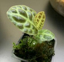 アルディシア タートルバック Ardisia sp. turtle back 熱帯植物 パルダリウム ビバリウム_画像4