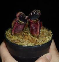 Cephalotus follicularis ”Eden black” Cedric・セファロタス エデンブラック ・食虫植物・観葉植物・熱帯植物・パルダリウム・山野草_画像7