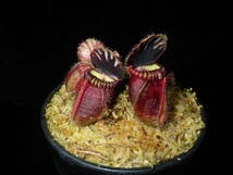 Cephalotus follicularis ”Eden black” Cedric・セファロタス エデンブラック ・食虫植物・観葉植物・熱帯植物・パルダリウム・山野草_画像4