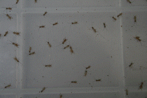  Europe i eko orogi1. approximately 2mm2g approximately 1000 pcs 