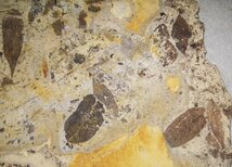 日本の化石　岐阜県土岐市の植物/葉っぱ密集化石_画像3