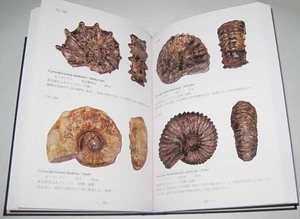 日本の化石　写真集「北海道のアンモナイト」/一級品のアンモナイト　４１３標本、その他　７８標本カラー写真