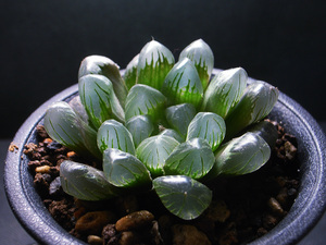 【多肉植物】ハオルチア 金子特黒オブツーサ / 黒オブツーサ Haworthia obtusa 'Kaneko Tokukuro'