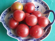 アロイトマト　種　20粒　由来明記　素性明記　固定種　トマト種　野菜種　アロイトマト純正種　無農薬栽培 　栽培資料１点付き　_画像6
