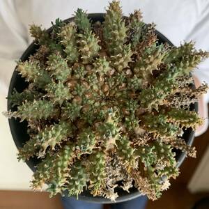 札付き EXOTICA 輸入株 Euphorbia atroviridis ユーフォルビア アトロビリディス タコ 多肉 珍奇 植物 サボテン パキポディウム エキゾチカ