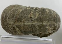 パキディスカス sp 北海道小平産　アンモナイト　化石_画像5