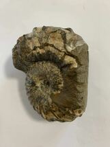 真珠光沢のアンモナイト、パキディスカス科 テシオイテスsp 北海道産　アンモナイト　化石_画像6