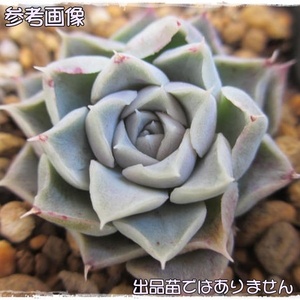 初売りSALE５０円～★多肉植物★ヒアリナ×アルビカンス★カット苗★1苗★エケベリア他★寄せ植えに★コレクション★