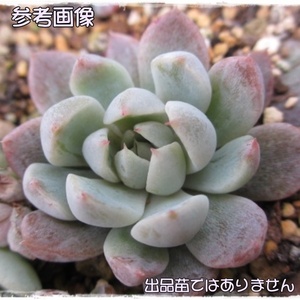 初売りSALE５０円～★多肉植物★雪雛★根付き苗★1苗★エケベリア他★寄せ植えに★コレクション★