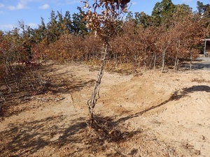 コナラ苗木５～６年苗木５本　ふるい苗　植樹用苗木　クワガタカブト虫の集まる木　落葉樹　椎茸の原木　西濃運輸営業所止め