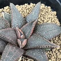 【多肉植物】(C)Haworthiopsis koelmaniorum実生(ハオルチア　コエルマニオルム)【Haworthia】_画像1