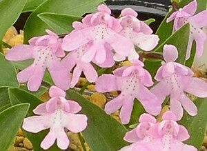 ★イワチドリ 赤花銘花【飛騨桜(増殖球)２球】③★超希少 大変珍しい貴重な小型赤花（ウチョウラン 山野草 野生ラン)