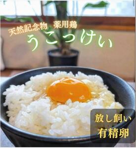 【送料無料】多産系うこっけい有精卵孵化可純系最高級卵高級料亭御用達１０個(８＋２割れ保障) 烏骨鶏ウコッケイ お得期間限定産前産後に