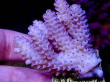 新春SALE　ラスト出品 miniWildサイズ 激レア個体【IF ultra grade acropora Tenuis pink】オーストラリア産サンゴ　ウスエダピンク_画像6