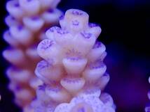 新春SALE　ラスト出品 miniWildサイズ 激レア個体【IF ultra grade acropora Tenuis pink】オーストラリア産サンゴ　ウスエダピンク_画像3