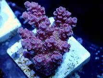 新春SALE 超激レア 色揚げ個体【IF ultra grade acropora hyacinthus pink】色揚げ個体 ポリプホワイト　オーストラリア産サンゴ_画像2