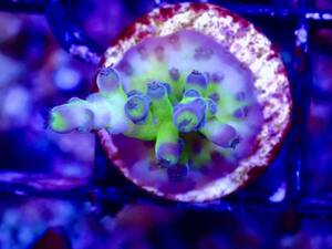 超激レア　ネームド個体【CE Reverse Park acropora 】色揚げ個体　Coral Essentials sustainable reef　オーストラリア産サンゴ