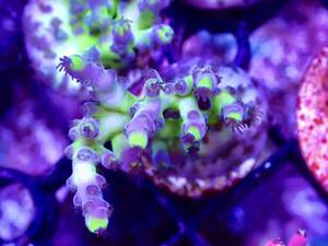 超激レア　ネームド個体【CE Reverse Park acropora 】色揚げ個体　Coral Essentials sustainable reef　オーストラリア産サンゴ