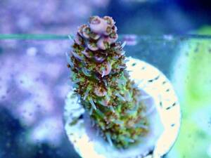 色揚げ個体【IF ultra gread acropora hyacinthus greap 】色揚げ個体 オーストラリア産　ミドリイシ　