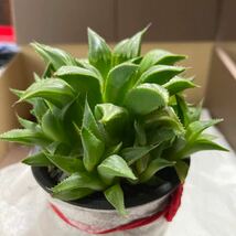 多肉植物 　ハオルチア　ミラビリス　10苗　ぎっしり_画像7