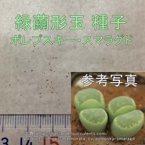 リトープス 緑繭形玉 種子 50粒 多肉植物 メセン タネ 種 ポレプスキースマラグド