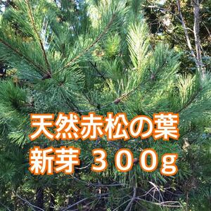 松葉 天然赤松の葉 新芽300g 匿名配送 松の葉茶 