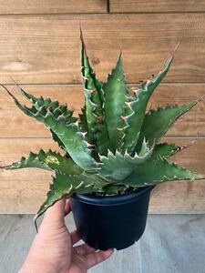 Agave gentryi “Jaws” アガベ　ジョーズ　カリフォルニア