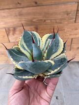 Agave parryi truncata Orizaba オリザバ　アガベ　パリー　トランカータ　カリフォルニア_画像1