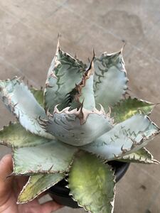 Agave titanota “LionsMane” アガベ　チタノタ　ライオンズメーン