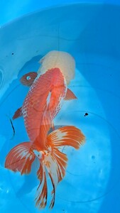 ★★★新春　特選魚！！鹿の子ジャンボ明け4歳2021産！！★★★○○ジャンボ獅子頭☆35cm！☆自家産 