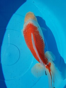 ★★★新春　特選魚！！桜ジャンボ明け3歳2022産！！★★★○○ジャンボ獅子頭☆29cm☆自家産 